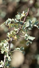 Berberis haematocarpa