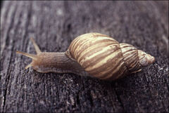 Bothriembryon tasmanicus