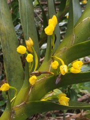 Maxillaria aurea