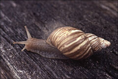 Bothriembryon tasmanicus