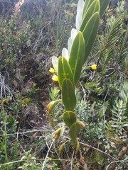 Maxillaria aurea