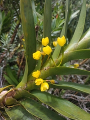 Maxillaria aurea