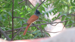 Terpsiphone paradisi