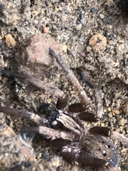 Mituliodon tarantulinus