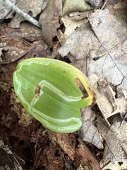 Liriomyza smilacinae