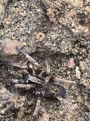 Mituliodon tarantulinus
