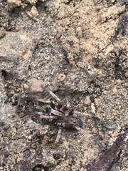 Mituliodon tarantulinus