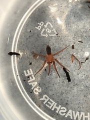 Gnaphosidae