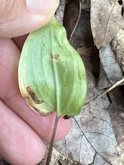 Liriomyza smilacinae