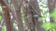 Otus brucei