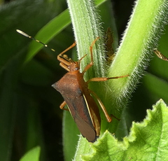 Anasa varicornis