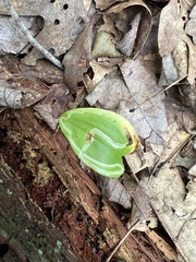 Liriomyza smilacinae