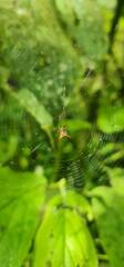 Micrathena guerini
