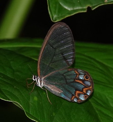 Pseudohaetera hypaesia