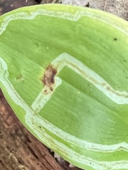 Liriomyza smilacinae