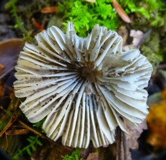 Mycena leptocephala