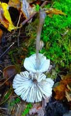 Mycena leptocephala