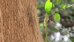 Hemidactylus flaviviridis