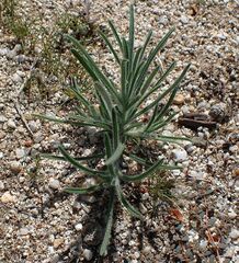 Johnstonella angustifolia
