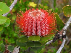 Banksia coccinea
