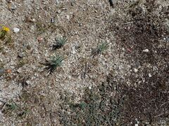 Johnstonella angustifolia