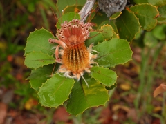 Banksia coccinea