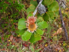 Banksia coccinea