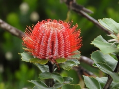 Banksia coccinea