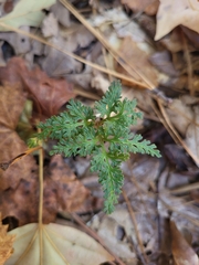 Sceptridium dissectum dissectum