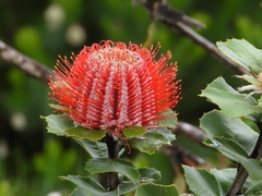 Banksia coccinea