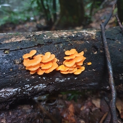 Favolaschia claudopus
