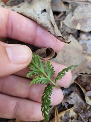 Sceptridium dissectum dissectum