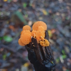 Favolaschia claudopus