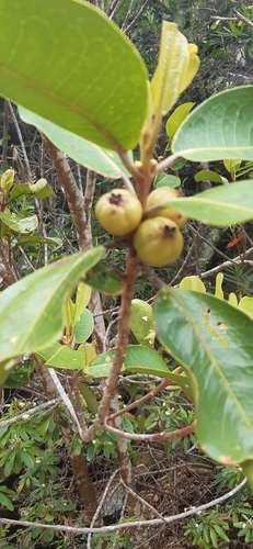 Clusiaceae observed 2022-10-21