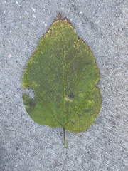 Catalpa bignonioides