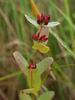Hypericum Sect. Elodea - Photo (c) Erin Faulkner, some rights reserved (CC BY-NC), uploaded by Erin Faulkner