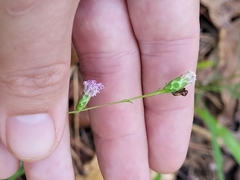 Liatris microcephala