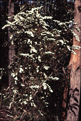Ozothamnus thyrsoideus