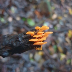 Favolaschia claudopus