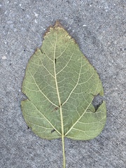 Catalpa bignonioides