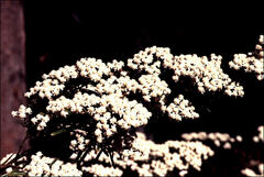 Ozothamnus thyrsoideus