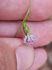Liatris microcephala