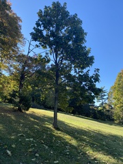 Catalpa bignonioides