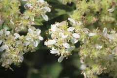 Montanoa tomentosa