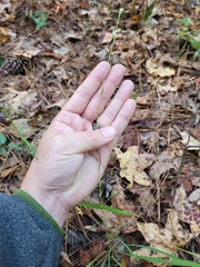 Liatris microcephala