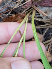 Liatris microcephala