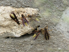 Polistes comanchus