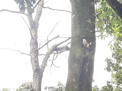 Pycnonotus aurigaster