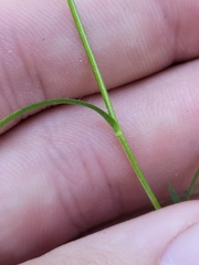 Liatris microcephala