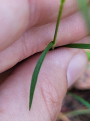 Liatris microcephala